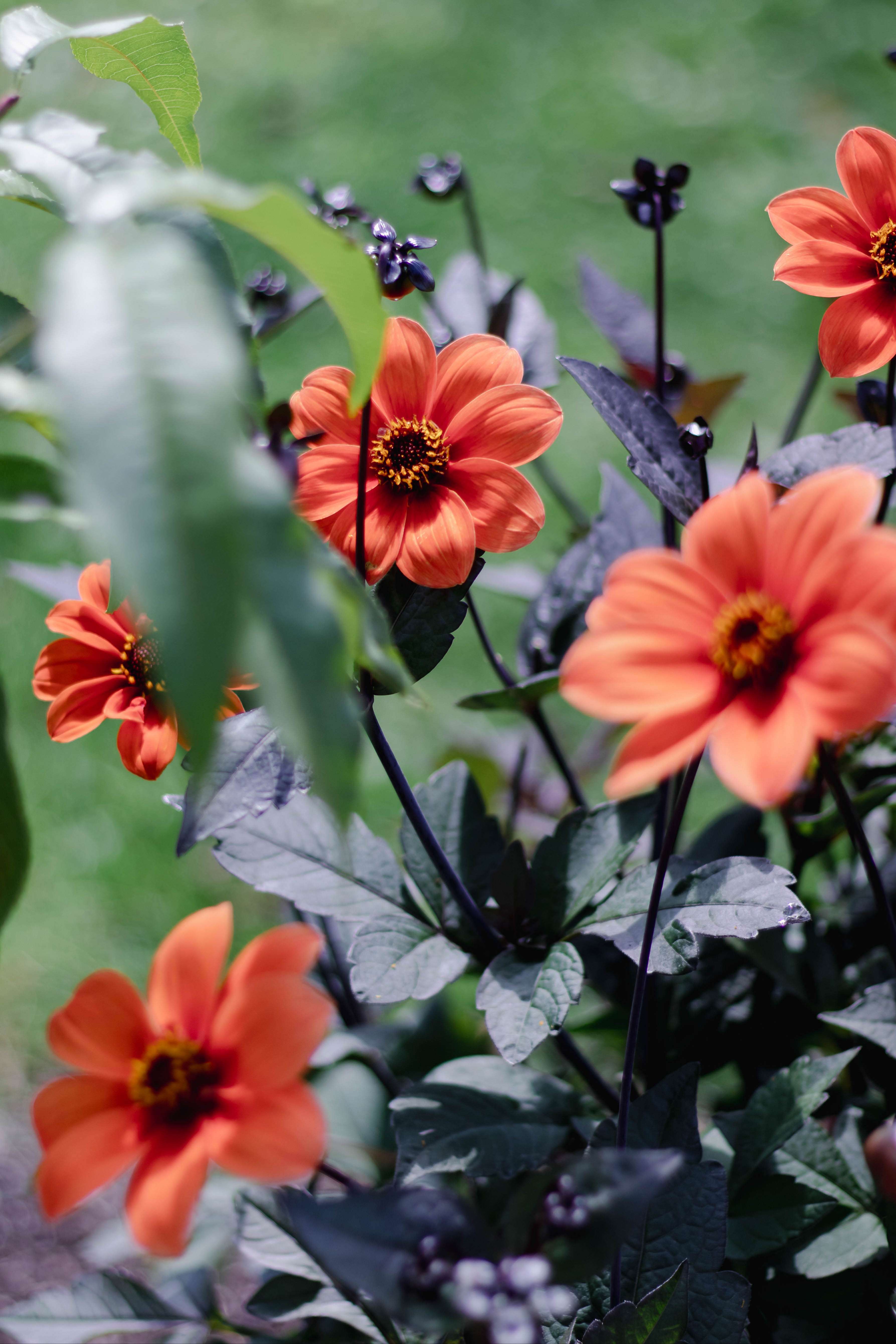 Growing Dahlias from Seed Why, How and What You'll Need The Maker Makes